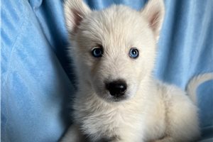Kinsley - Siberian Husky for sale