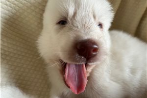 Kayden - Siberian Husky for sale