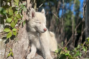 Kayden - Siberian Husky for sale