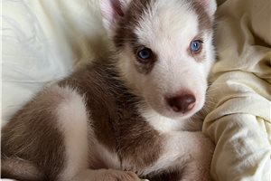 Kairo - Siberian Husky for sale