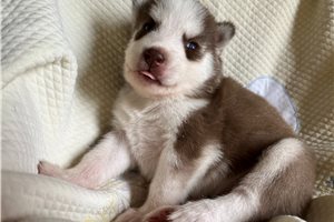 Kehlani - Siberian Husky for sale