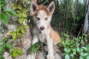 Kehlani - Siberian Husky for sale
