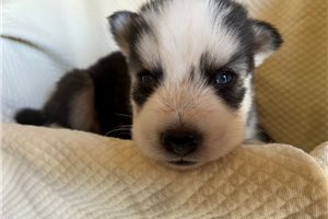 Kevin - Siberian Husky for sale