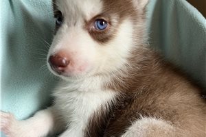 Kehlani - Siberian Husky for sale