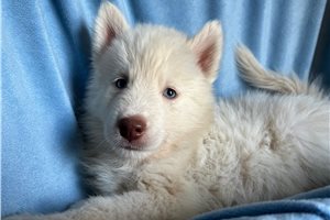 Kayden - Siberian Husky for sale