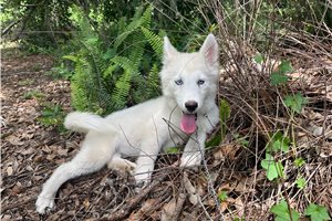 Kinsley - Siberian Husky for sale