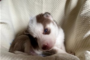 Kairo - Siberian Husky for sale