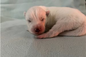 Kayden - puppy for sale