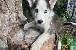 Knox - Siberian Husky for sale