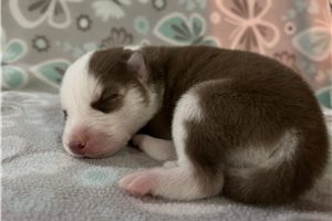 Kairo - Siberian Husky for sale