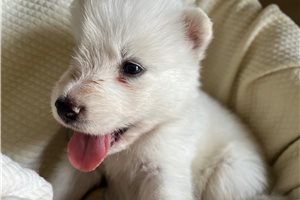 Kingston - Siberian Husky for sale