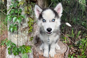 Kevin - Siberian Husky for sale