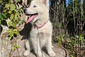 Kinsley - Siberian Husky for sale