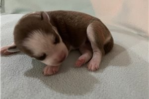 Kehlani - puppy for sale