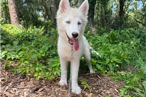 Kingston - Siberian Husky for sale