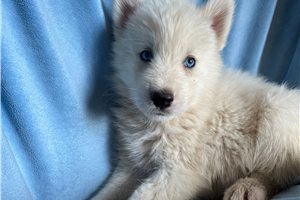 Kingston - Siberian Husky for sale