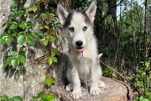 Knox - Siberian Husky for sale