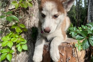 Kehlani - Siberian Husky for sale