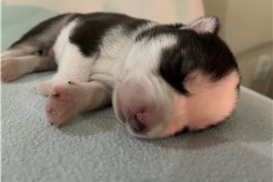 Knox - puppy for sale