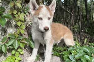 Kairo - Siberian Husky for sale