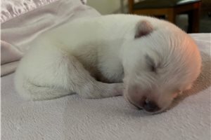 Kinsley - puppy for sale