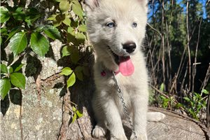 Kingston - Siberian Husky for sale