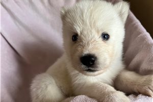 Kinsley - Siberian Husky for sale