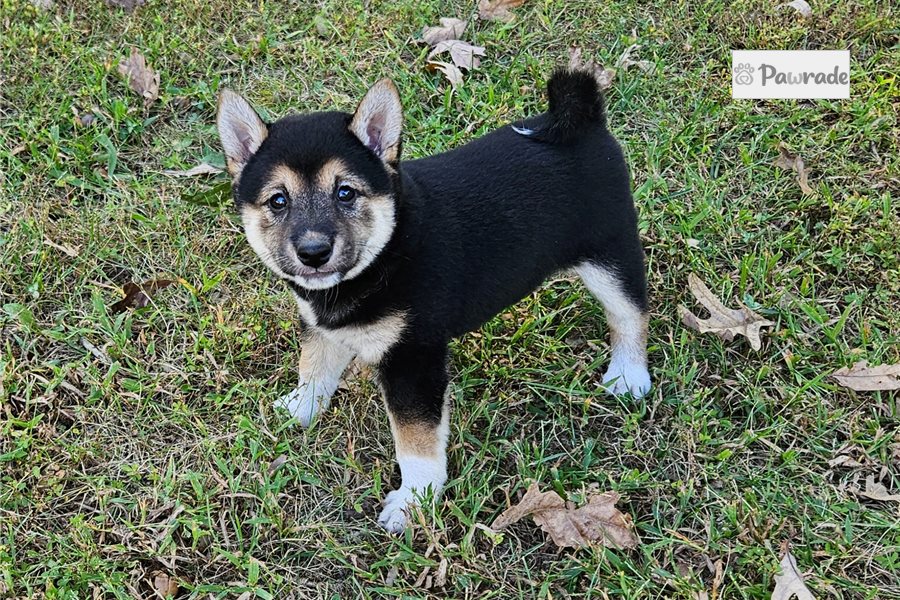 Tyra - Shiba Inu for sale