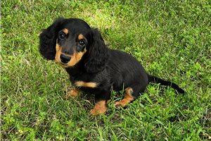 Konrad - Dachshund, Mini for sale
