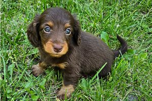 Keaton - Dachshund, Mini for sale