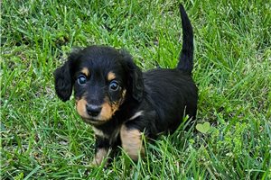 Konrad - puppy for sale