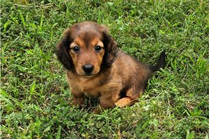 Garrison - Dachshund, Mini for sale