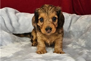 Pumpernickel - Dachshund, Mini for sale