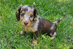 Kiki - puppy for sale