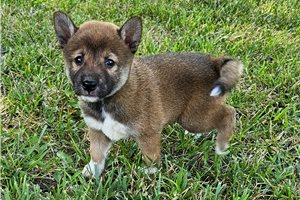 Flower - Shiba Inu for sale