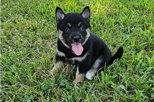 Foxy - puppy for sale