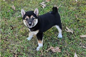 Tyra - Shiba Inu for sale