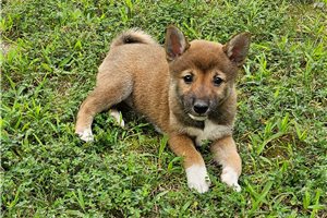Flower - Shiba Inu for sale