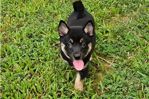 Foxy - Shiba Inu for sale