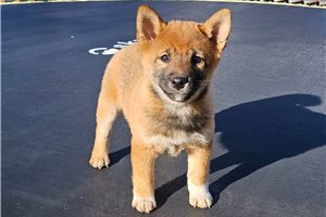 Nadia - Shiba Inu for sale