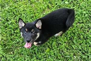 Foxy - Shiba Inu for sale