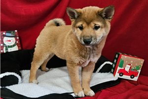 Musashi - Shiba Inu for sale