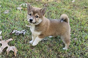 Tiana - Shiba Inu for sale