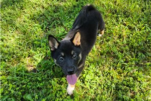 Felicia - Shiba Inu for sale