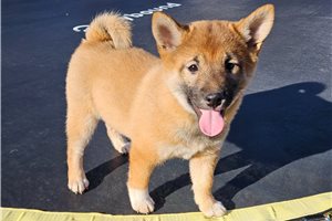 Natasha - Shiba Inu for sale