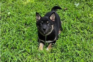 Felicia - Shiba Inu for sale