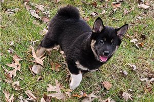 Nate - Shiba Inu for sale