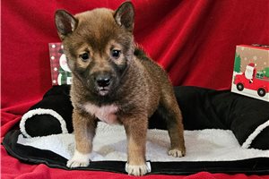 Nova - Shiba Inu for sale
