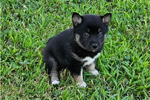 Felicia - puppy for sale