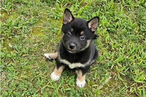 Felicia - Shiba Inu for sale
